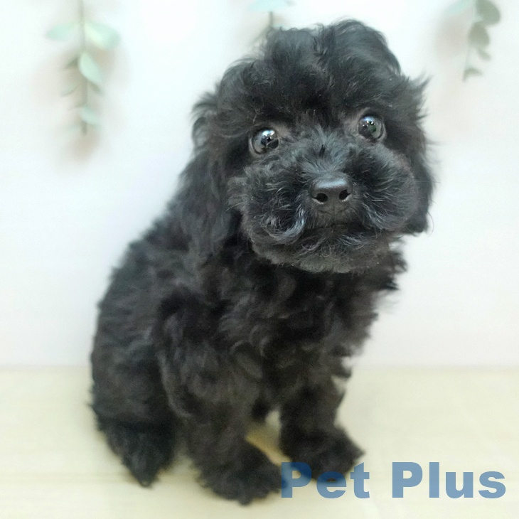 富山県のトイプードル(トイ) (ペットプラス 高岡店/2025年9月4日生まれ/女の子/ブラック)の子犬の1枚目の画像