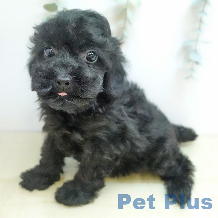 富山県のトイプードル(トイ) (ペットプラス 高岡店/2025年9月4日生まれ/女の子/ブラック)の子犬の2枚目の画像