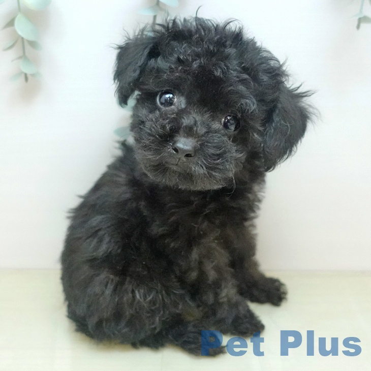 トイ・プードル