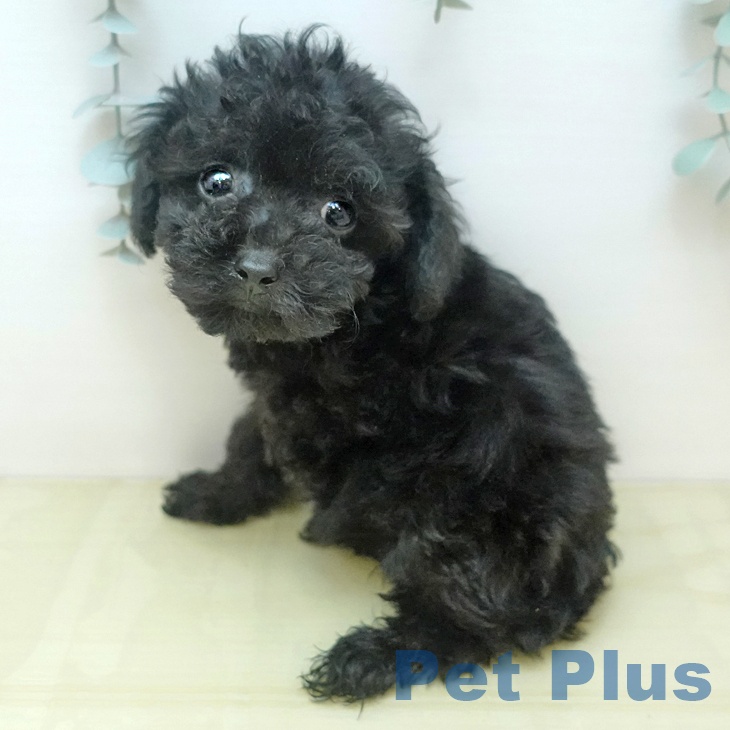 トイ・プードル