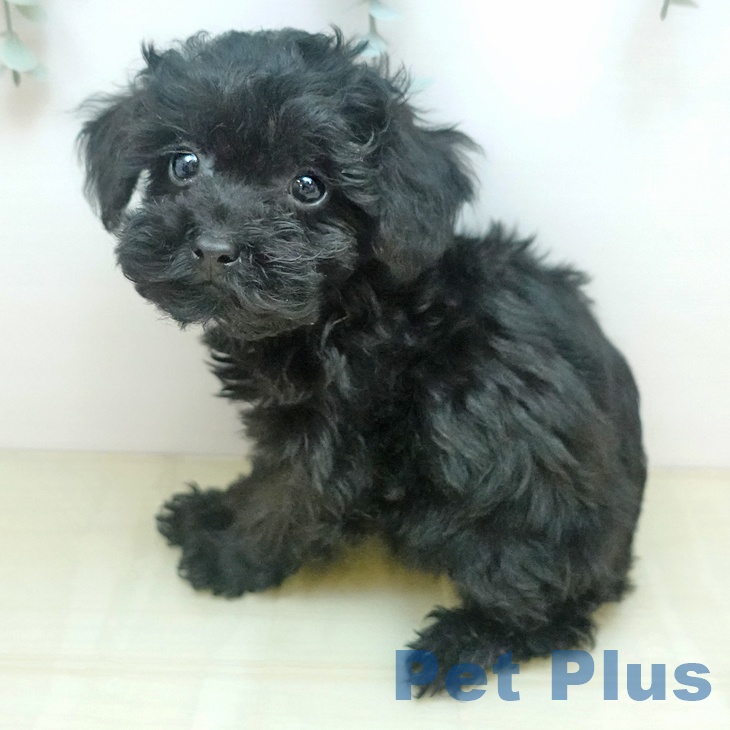 トイ・プードル