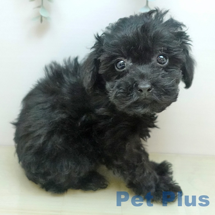 トイ・プードル