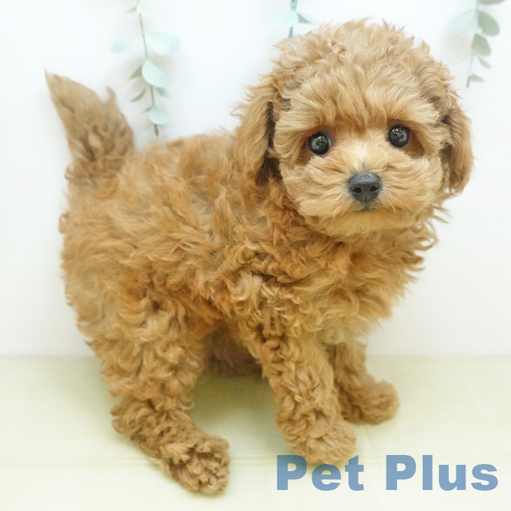 岐阜県のトイプードル(トイ) (ペットプラス 各務原店/2025年9月1日生まれ/男の子/オレンジフォーン)の子犬