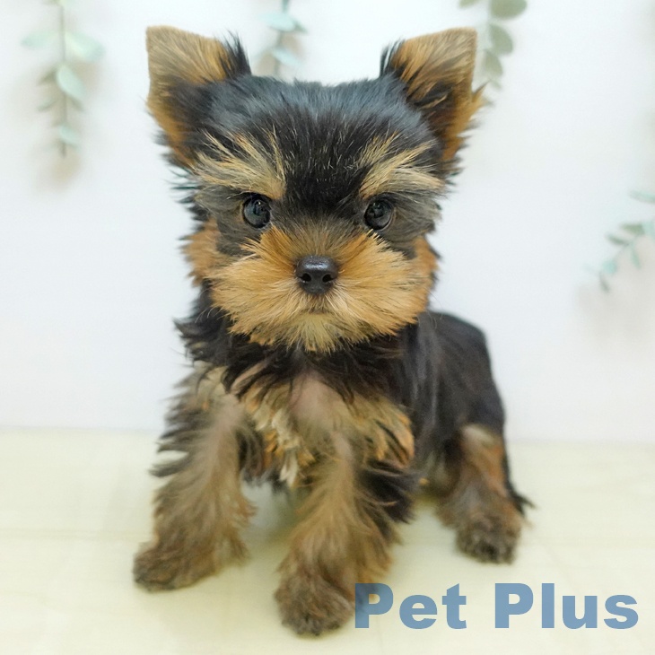 ヨークシャー・テリア