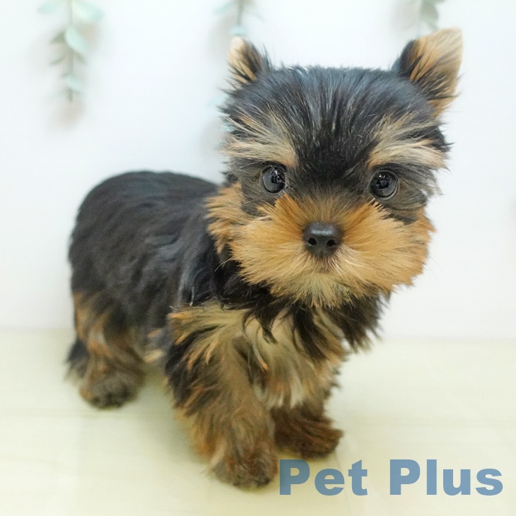 千葉県のヨークシャーテリア (ペットプラス 幕張新都心店/2025年9月2日生まれ/男の子/スチールブルータン)の子犬の2枚目の画像