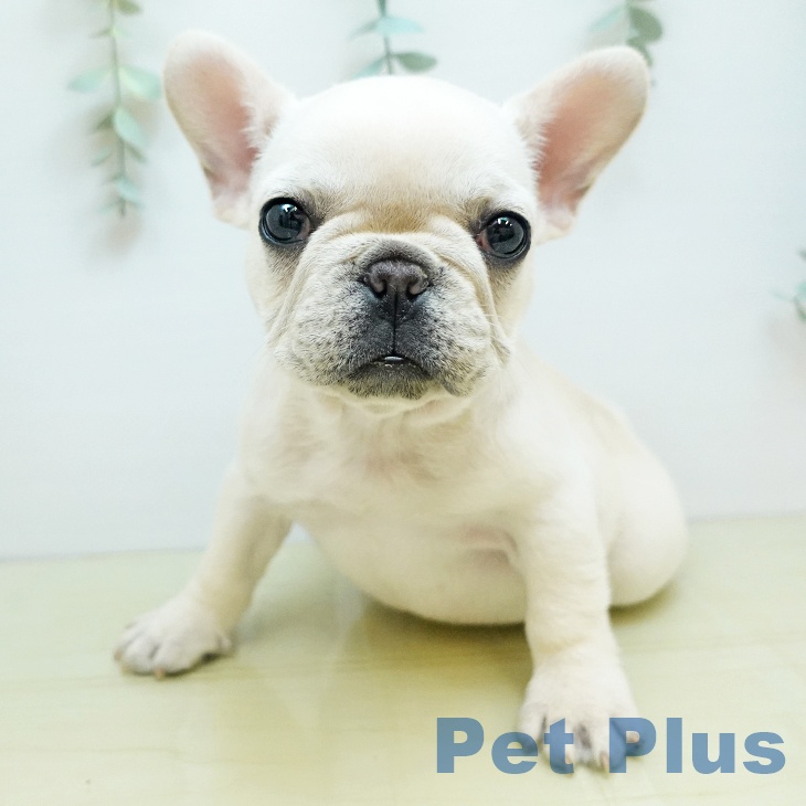 フレンチ・ブルドッグ