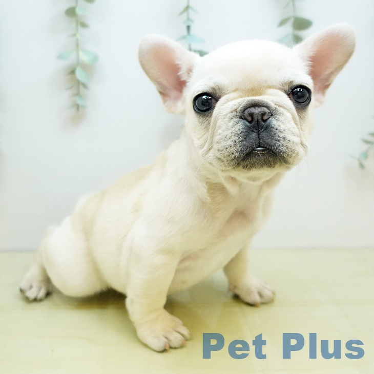 フレンチ・ブルドッグ