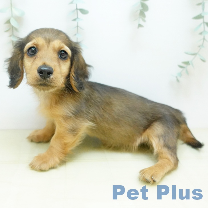 群馬県のミニチュアダックスフンド(ロング) (ペットプラス イオンモール太田店/2025年9月4日生まれ/男の子/シェーデットレッド)の子犬の1枚目の画像