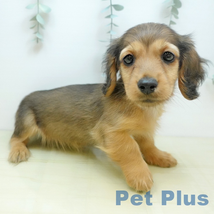 群馬県のミニチュアダックスフンド(ロング) (ペットプラス イオンモール太田店/2025年9月4日生まれ/男の子/シェーデットレッド)の子犬の2枚目の画像