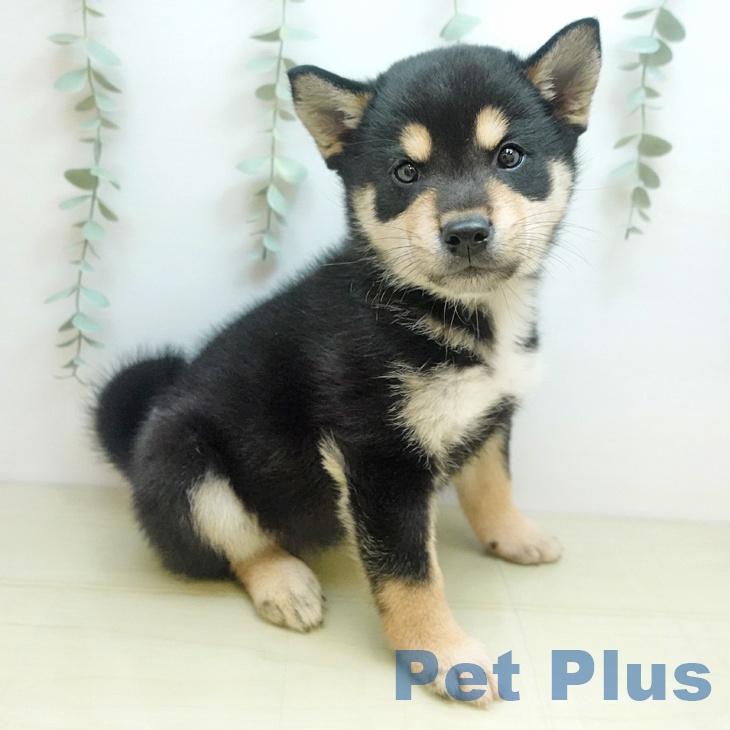 石川県の柴犬(標準サイズ) (ペットプラス 白山店/2025年9月5日生まれ/男の子/黒)の子犬
