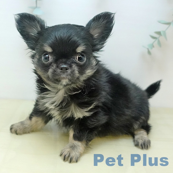 徳島県のチワワ(ロング) (ペットプラス 徳島店/2025年9月4日生まれ/男の子/ブラッククリーム)の子犬の1枚目の画像