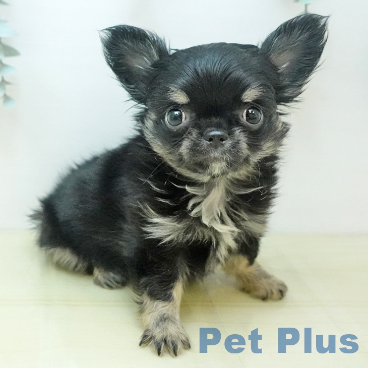 徳島県のチワワ(ロング) (ペットプラス 徳島店/2025年9月4日生まれ/男の子/ブラッククリーム)の子犬の2枚目の画像