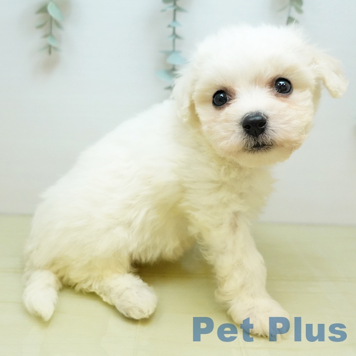 千葉県のビションフリーゼ (ペットプラス 八千代緑が丘店/2025年9月5日生まれ/女の子/ホワイト)の子犬