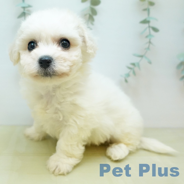 ビション・フリーゼ