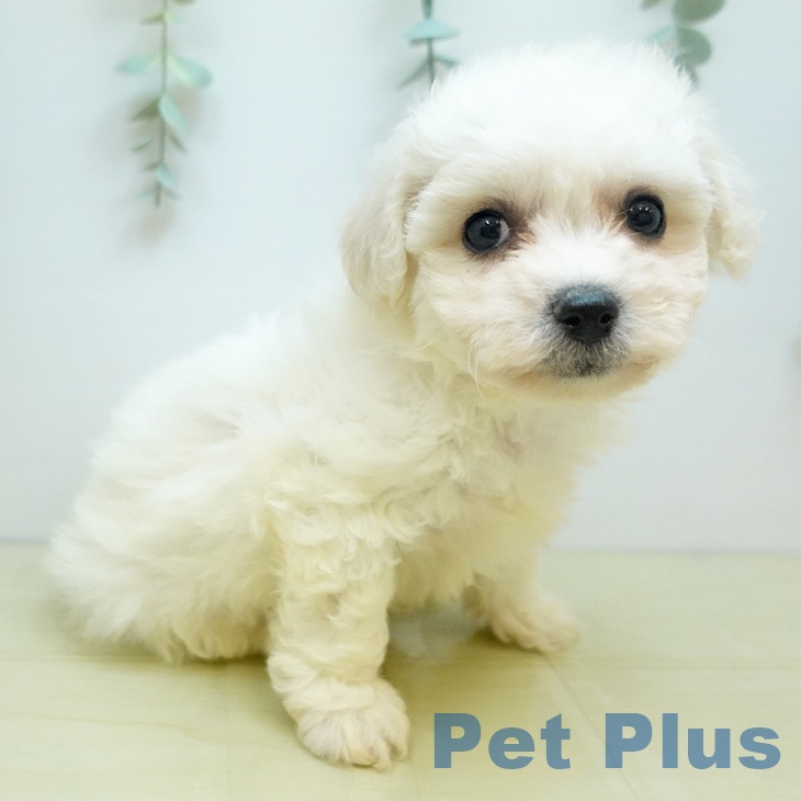 ビション・フリーゼ