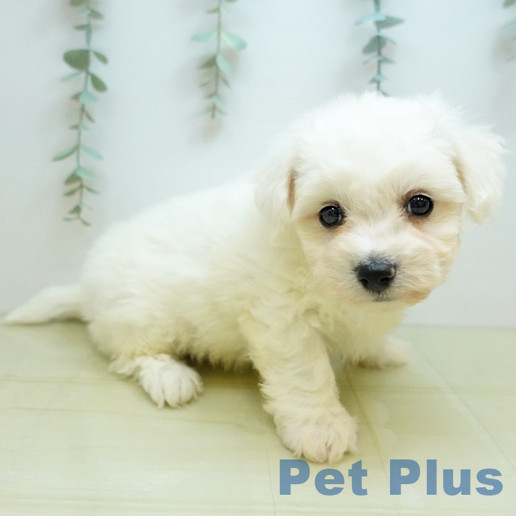 ビション・フリーゼ