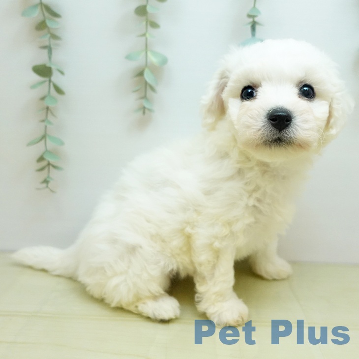 ビション・フリーゼ