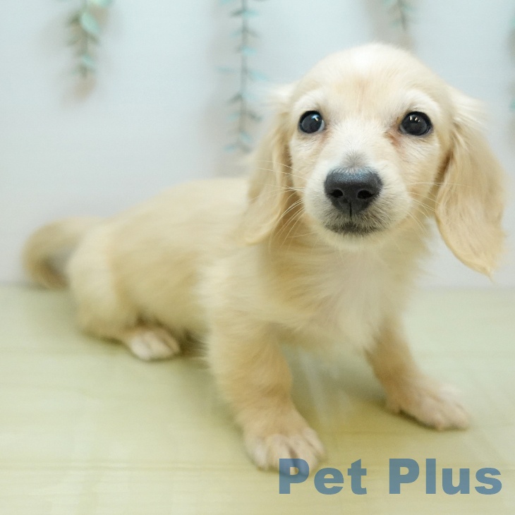 カニーンヘン・ダックスフンド