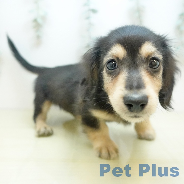 カニーンヘン・ダックスフンド