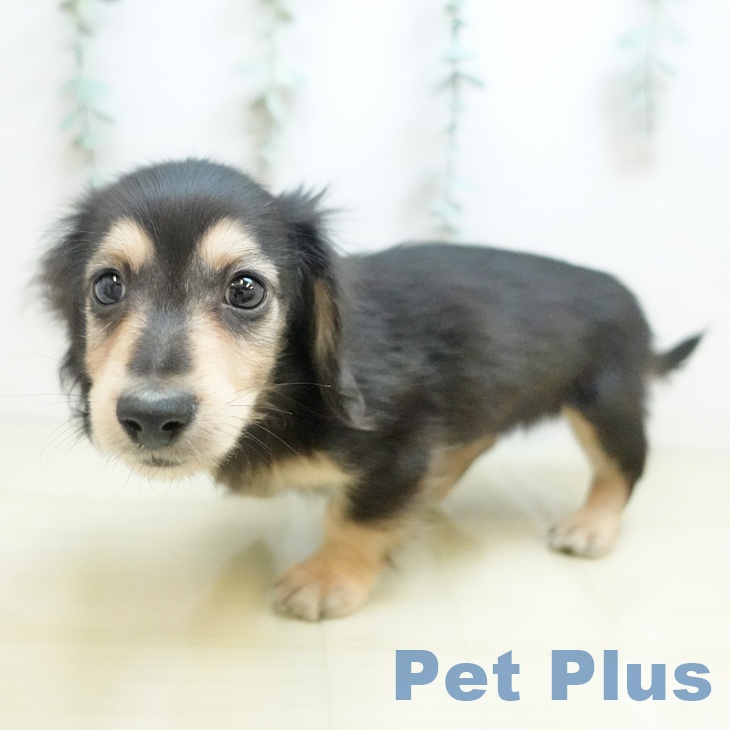 カニーンヘン・ダックスフンド