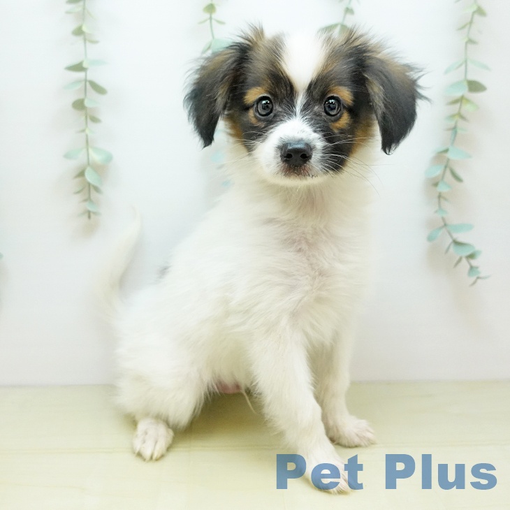 愛媛県のパピヨン (ペットプラス 新居浜店/2025年8月31日生まれ/男の子/ホワイトレッドセーブル)の子犬の2枚目の画像