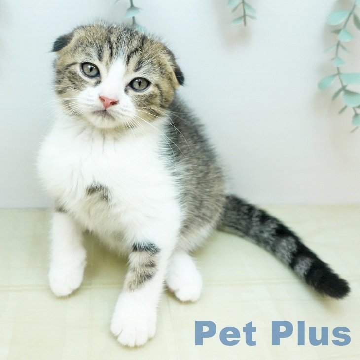 岡山県のスコティッシュフォールド (ペットプラス 岡山店/2025年9月1日生まれ/男の子/ブラウンタビーホワイト)の子猫の1枚目の画像
