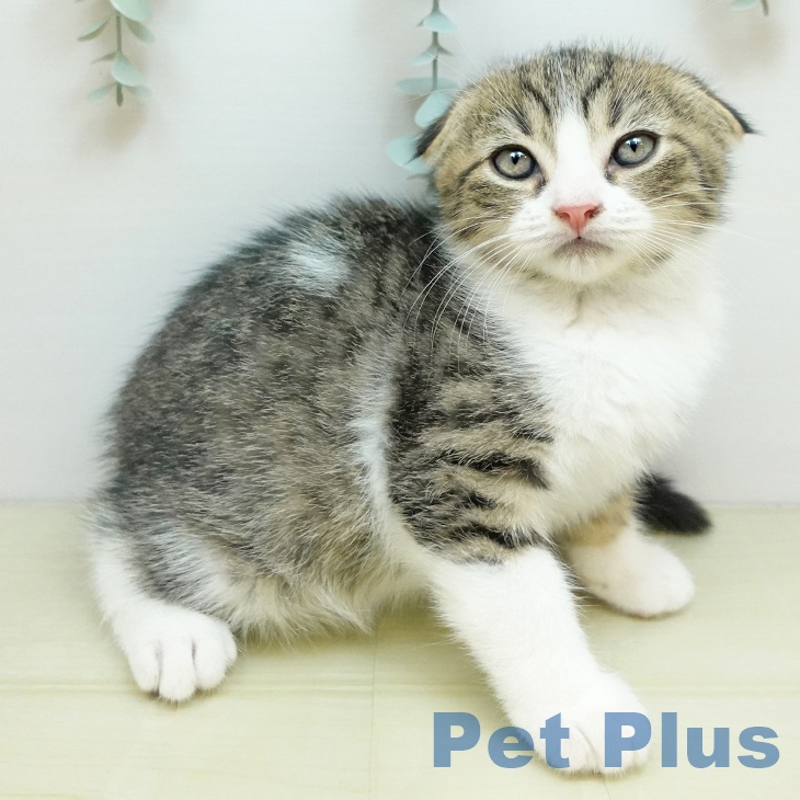 岡山県のスコティッシュフォールド (ペットプラス 岡山店/2025年9月1日生まれ/男の子/ブラウンタビーホワイト)の子猫の2枚目の画像