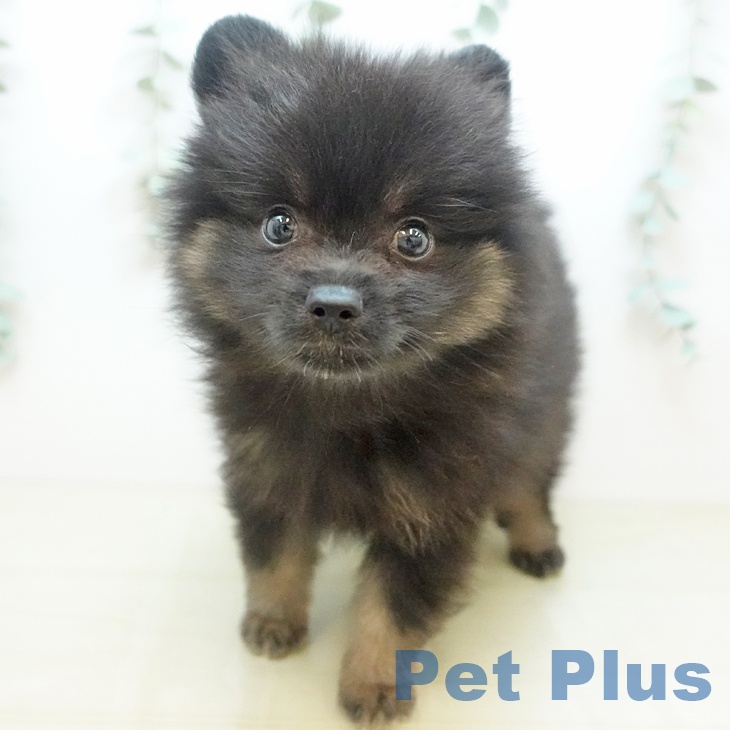香川県のポメラニアン (ペットプラス 綾川店/2025年9月2日生まれ/男の子/ブラックタン)の子犬の1枚目の画像