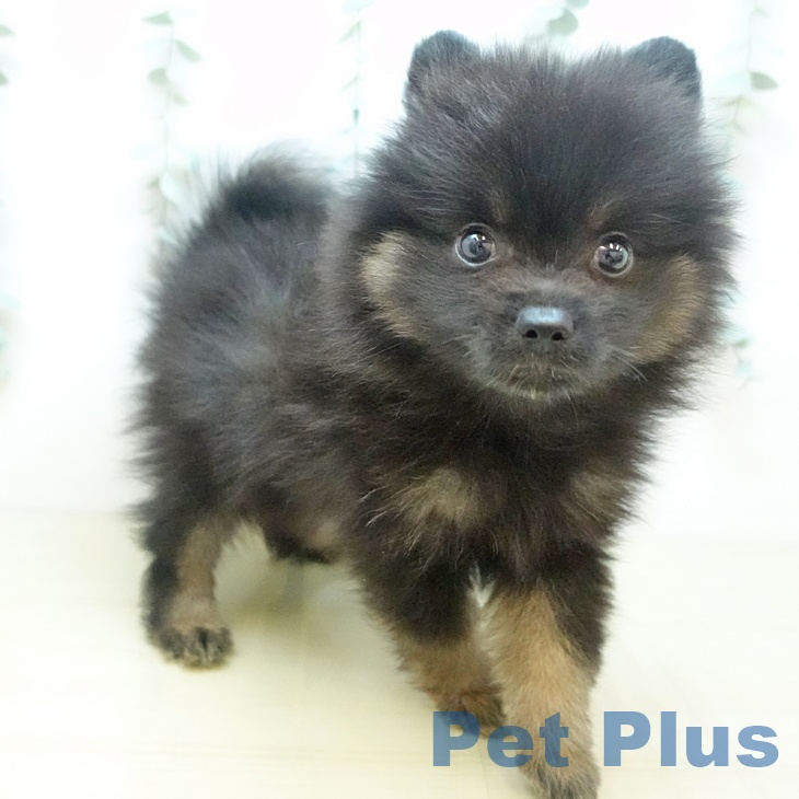 香川県のポメラニアン (ペットプラス 綾川店/2025年9月2日生まれ/男の子/ブラックタン)の子犬の2枚目の画像