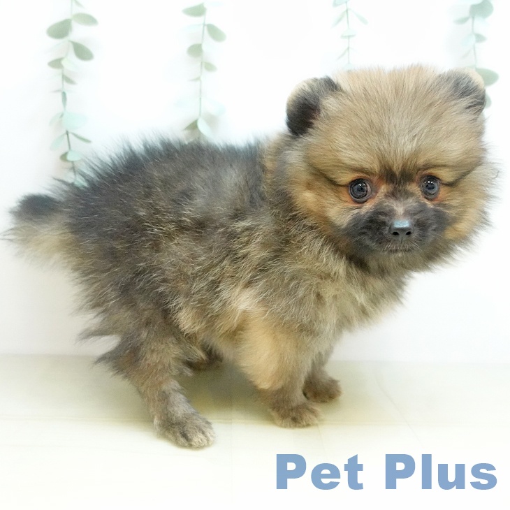 ポメラニアンの写真2