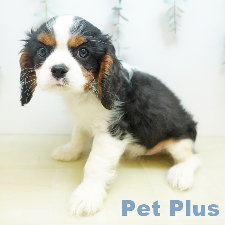 キャバリア・キングチャールズ・スパニエル