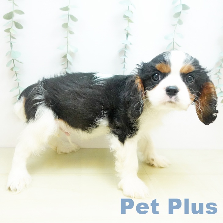 キャバリア・キングチャールズ・スパニエル