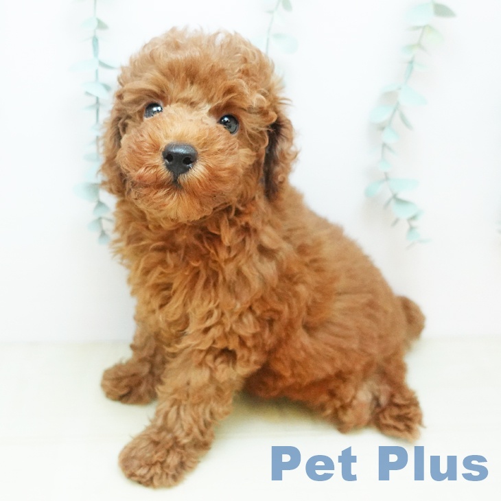 香川県のトイプードル(トイ) (ペットプラス 高松店/2025年8月29日生まれ/男の子/レッド)の子犬の1枚目の画像