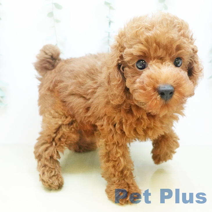 香川県のトイプードル(トイ) (ペットプラス 高松店/2025年8月29日生まれ/男の子/レッド)の子犬の2枚目の画像