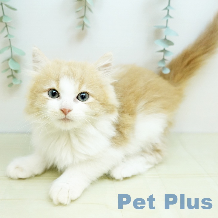 岡山県のノルウェージャンフォレストキャット (ペットプラス 岡山店/2025年8月29日生まれ/女の子/クリームホワイト)の子猫の1枚目の画像