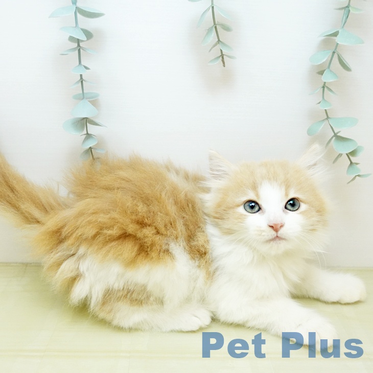 岡山県のノルウェージャンフォレストキャット (ペットプラス 岡山店/2025年8月29日生まれ/女の子/クリームホワイト)の子猫の2枚目の画像