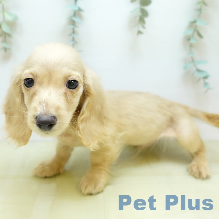 東京都のミニチュアダックスフンド(ロング) (ペットプラス MARK IS 葛飾かなまち店/2025年9月2日生まれ/男の子/イエロー)の子犬の1枚目の画像