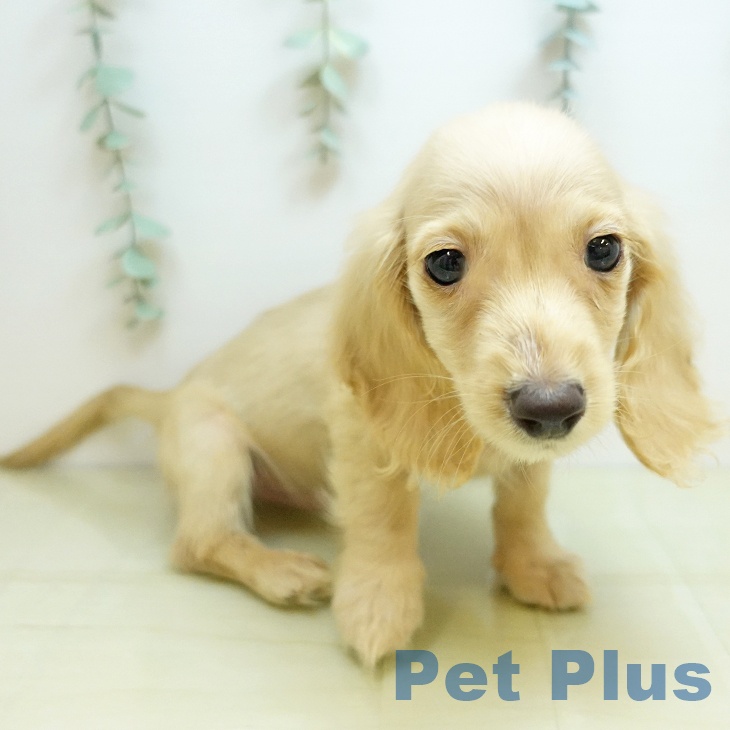 東京都のミニチュアダックスフンド(ロング) (ペットプラス MARK IS 葛飾かなまち店/2025年9月2日生まれ/男の子/イエロー)の子犬の2枚目の画像