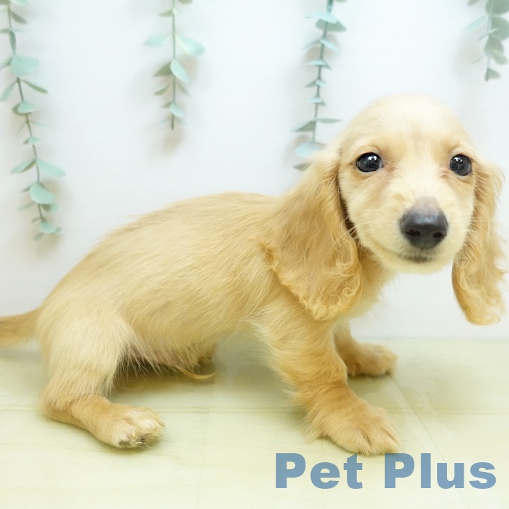 埼玉県のミニチュアダックスフンド(ロング) (ペットプラス ららぽーと新三郷店/2025年9月2日生まれ/男の子/イエロー)の子犬の1枚目の画像