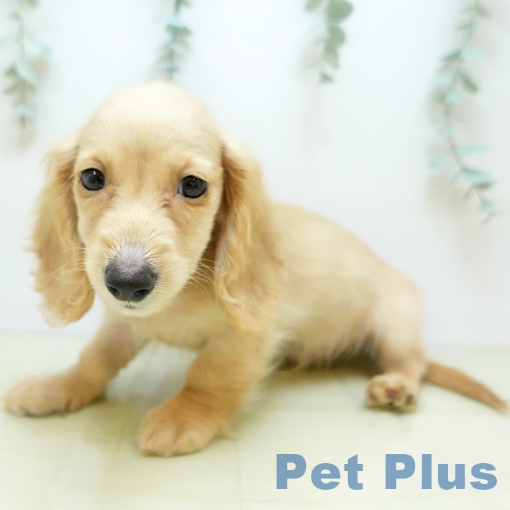 埼玉県のミニチュアダックスフンド(ロング) (ペットプラス ららぽーと新三郷店/2025年9月2日生まれ/男の子/イエロー)の子犬の2枚目の画像