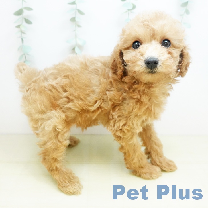 岡山県のトイプードル(トイ) (ペッツワン 岡山南店/2025年9月6日生まれ/男の子/アプリコット)の子犬