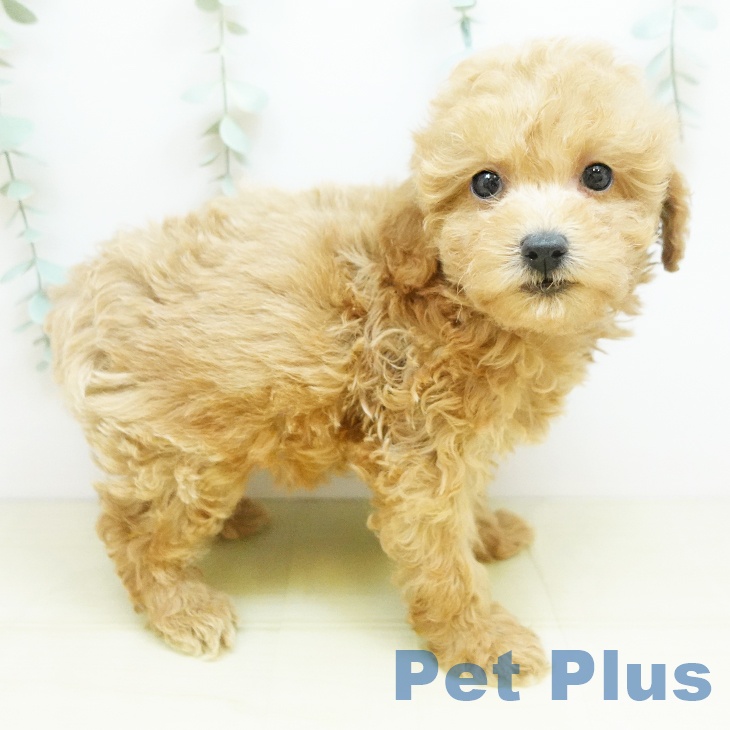 香川県のトイプードル(トイ) (ペットプラス 綾川店/2025年9月6日生まれ/女の子/アプリコット)の子犬の1枚目の画像