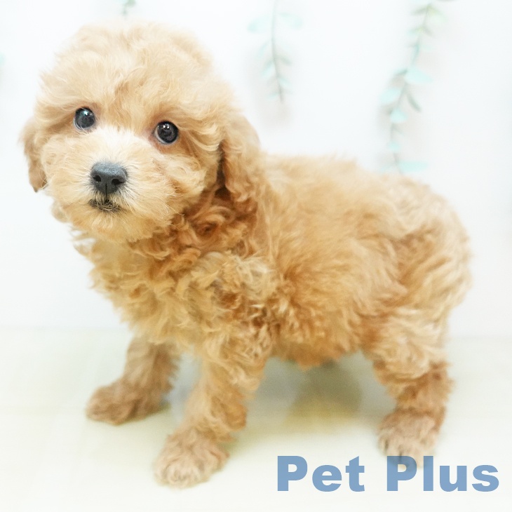 香川県のトイプードル(トイ) (ペットプラス 綾川店/2025年9月6日生まれ/女の子/アプリコット)の子犬の2枚目の画像