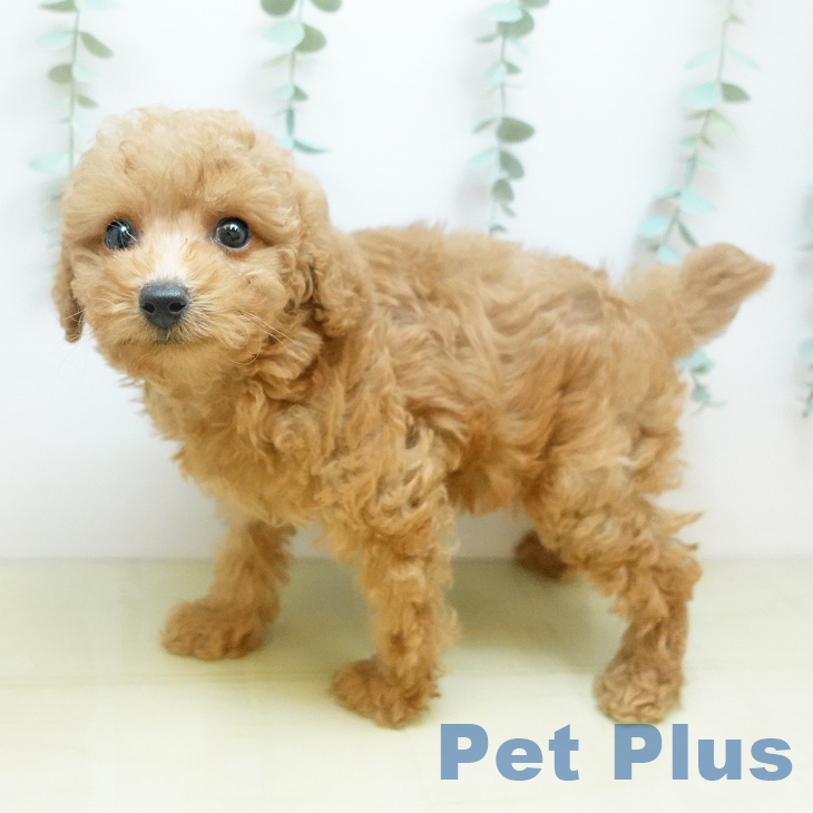 徳島県のトイプードル(トイ) (ペットプラス 徳島店/2025年9月6日生まれ/女の子/アプリコット)の子犬の1枚目の画像