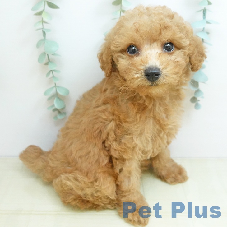 徳島県のトイプードル(トイ) (ペットプラス 徳島店/2025年9月6日生まれ/女の子/アプリコット)の子犬の2枚目の画像