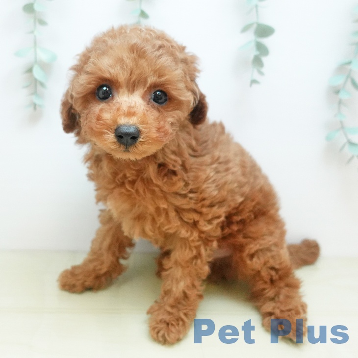 愛媛県のトイプードル(トイ) (ペットプラス 新居浜店/2025年9月4日生まれ/男の子/レッドフォーン)の子犬の1枚目の画像