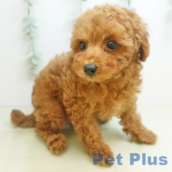 愛媛県のトイプードル(トイ) (ペットプラス 新居浜店/2025年9月4日生まれ/男の子/レッドフォーン)の子犬の2枚目の画像