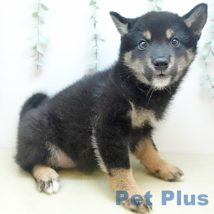 岡山県の柴犬(標準サイズ) (ペッツワン 岡山南店/2025年8月31日生まれ/女の子/黒)の子犬