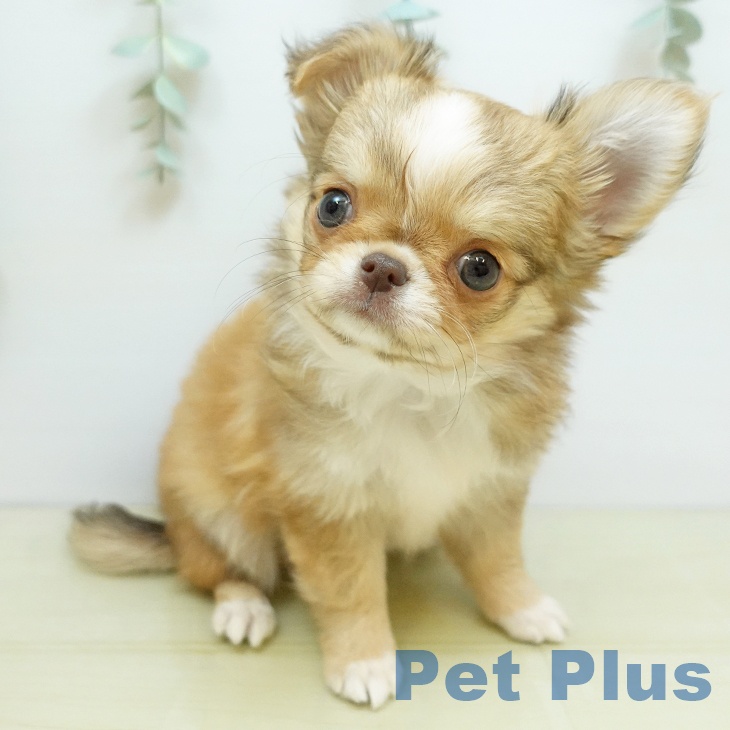 香川県のチワワ(ロング) (ペットプラス 綾川店/2025年8月27日生まれ/男の子/チョコレートフォーンホワイト)の子犬の1枚目の画像