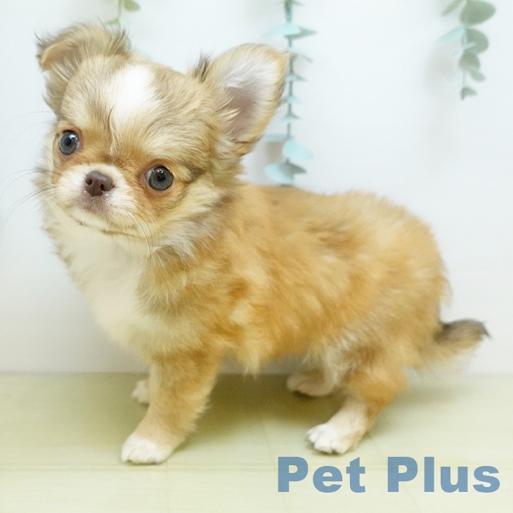 香川県のチワワ(ロング) (ペットプラス 綾川店/2025年8月27日生まれ/男の子/チョコレートフォーンホワイト)の子犬の2枚目の画像